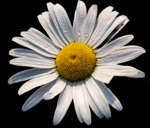 Preview wallpaper chamomile, petals, drops, flower, macro