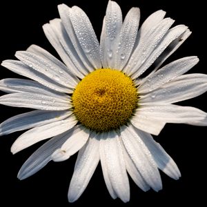 Preview wallpaper chamomile, petals, drops, flower, macro