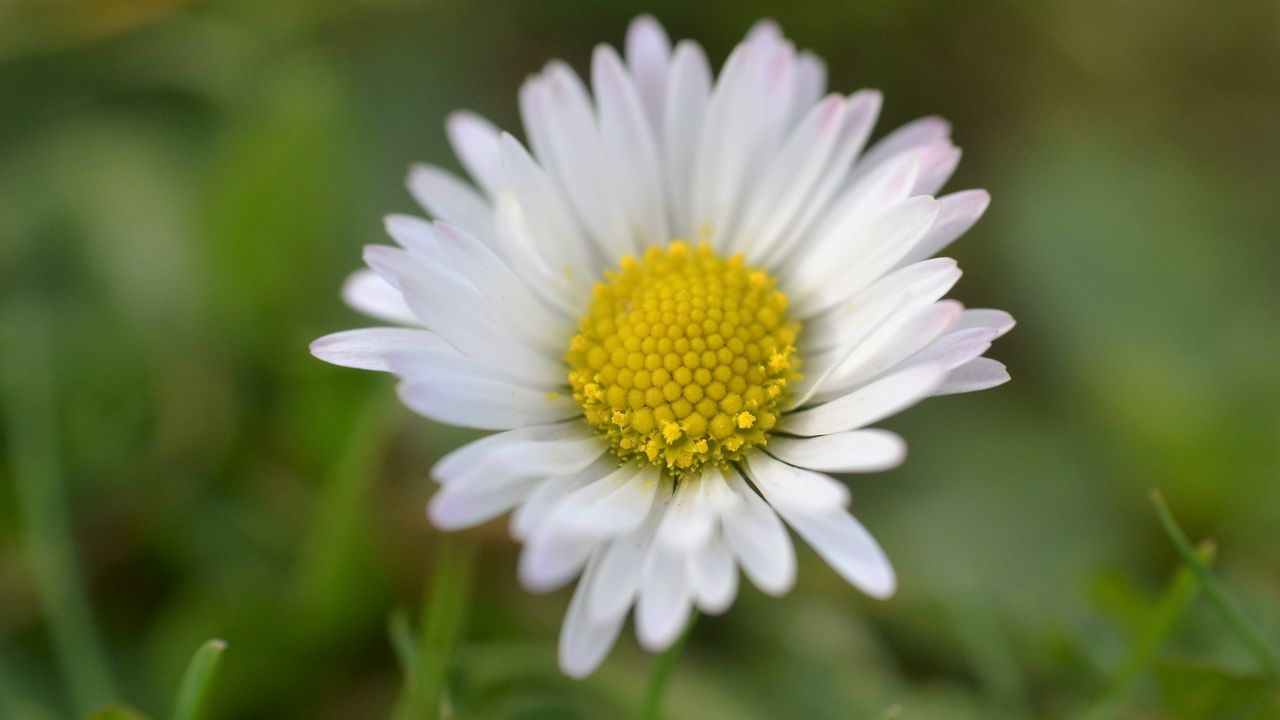 Wallpaper chamomile, petals, flower, summer, blur