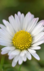 Preview wallpaper chamomile, petals, flower, summer, blur