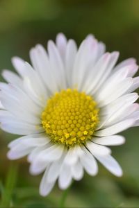 Preview wallpaper chamomile, petals, flower, summer, blur