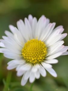 Preview wallpaper chamomile, petals, flower, summer, blur