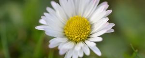 Preview wallpaper chamomile, petals, flower, summer, blur