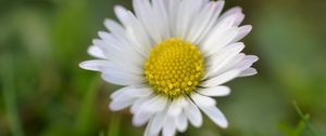 Preview wallpaper chamomile, petals, flower, summer, blur