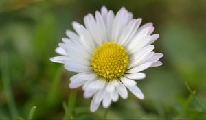 Preview wallpaper chamomile, petals, flower, summer, blur