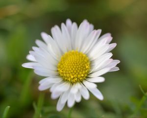 Preview wallpaper chamomile, petals, flower, summer, blur