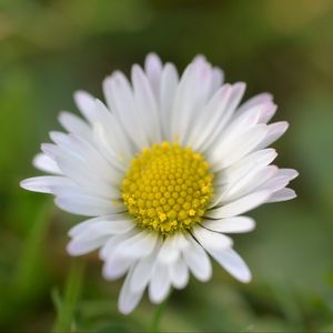 Preview wallpaper chamomile, petals, flower, summer, blur