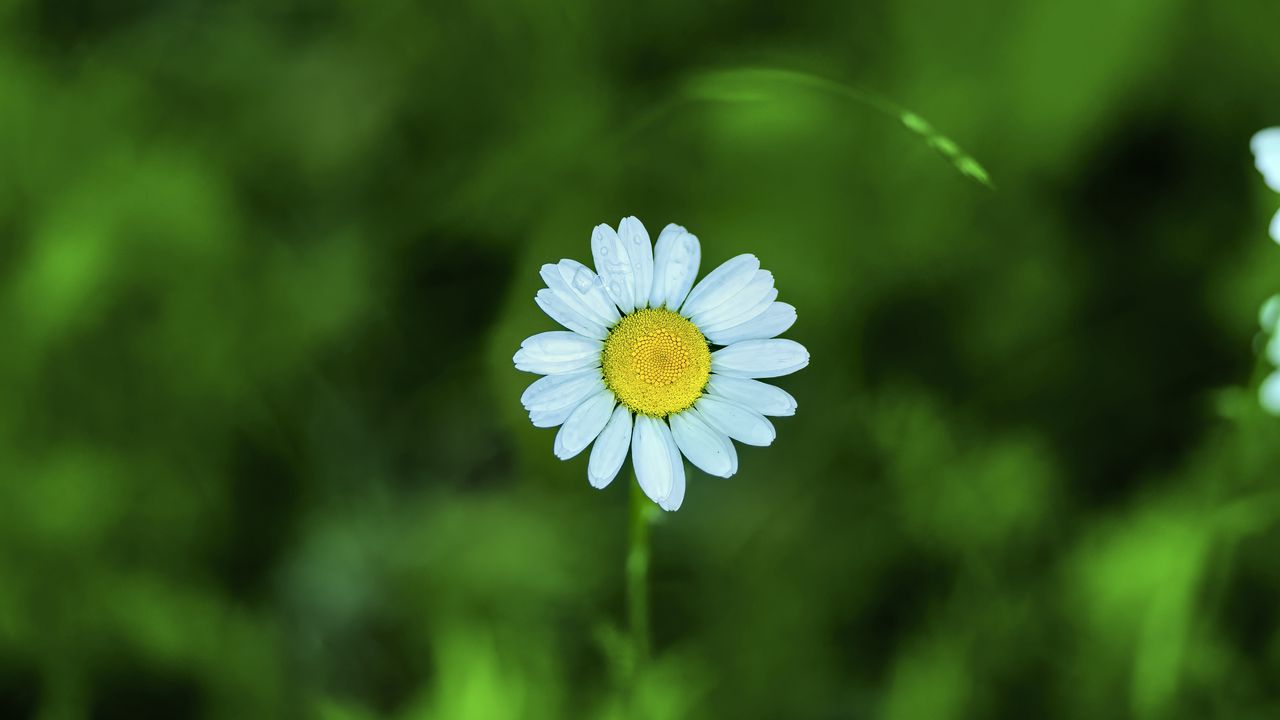 Wallpaper chamomile, petals, flower, blur, plant