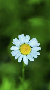 Preview wallpaper chamomile, petals, flower, blur, plant