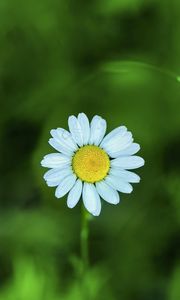 Preview wallpaper chamomile, petals, flower, blur, plant