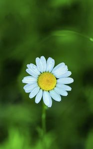 Preview wallpaper chamomile, petals, flower, blur, plant