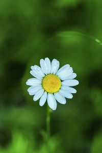 Preview wallpaper chamomile, petals, flower, blur, plant