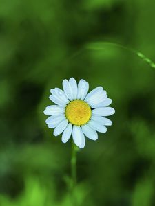 Preview wallpaper chamomile, petals, flower, blur, plant