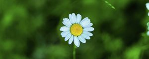 Preview wallpaper chamomile, petals, flower, blur, plant