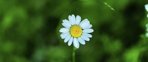 Preview wallpaper chamomile, petals, flower, blur, plant