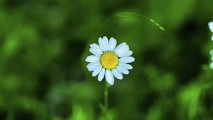 Preview wallpaper chamomile, petals, flower, blur, plant