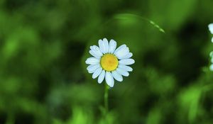 Preview wallpaper chamomile, petals, flower, blur, plant