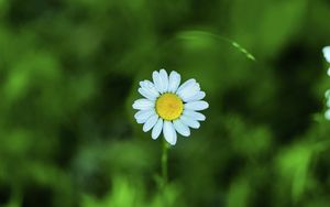 Preview wallpaper chamomile, petals, flower, blur, plant