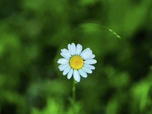 Preview wallpaper chamomile, petals, flower, blur, plant