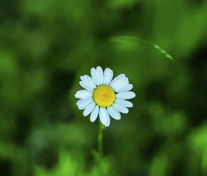 Preview wallpaper chamomile, petals, flower, blur, plant