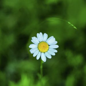Preview wallpaper chamomile, petals, flower, blur, plant
