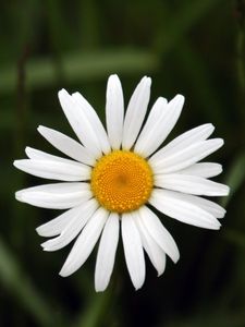 Preview wallpaper chamomile, petals, flower, summer, white