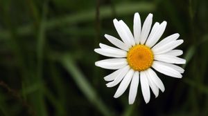 Preview wallpaper chamomile, petals, flower, summer, white