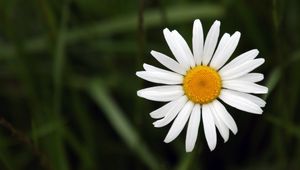 Preview wallpaper chamomile, petals, flower, summer, white