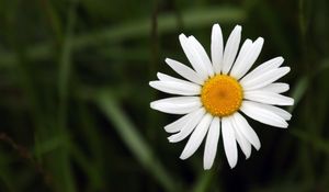 Preview wallpaper chamomile, petals, flower, summer, white