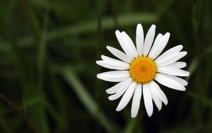 Preview wallpaper chamomile, petals, flower, summer, white