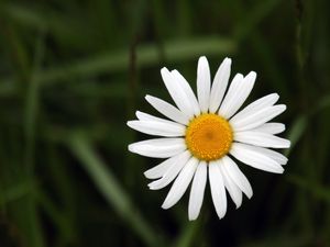 Preview wallpaper chamomile, petals, flower, summer, white