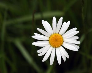 Preview wallpaper chamomile, petals, flower, summer, white