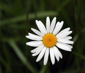 Preview wallpaper chamomile, petals, flower, summer, white