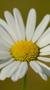 Preview wallpaper chamomile, petals, flower, plant, macro