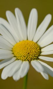 Preview wallpaper chamomile, petals, flower, plant, macro