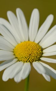 Preview wallpaper chamomile, petals, flower, plant, macro
