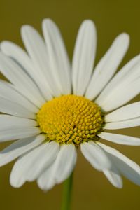 Preview wallpaper chamomile, petals, flower, plant, macro