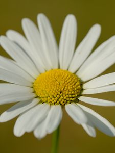 Preview wallpaper chamomile, petals, flower, plant, macro