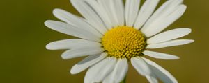Preview wallpaper chamomile, petals, flower, plant, macro