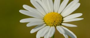 Preview wallpaper chamomile, petals, flower, plant, macro