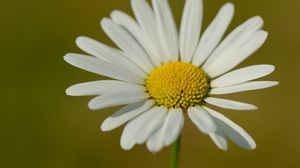 Preview wallpaper chamomile, petals, flower, plant, macro