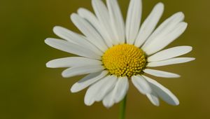 Preview wallpaper chamomile, petals, flower, plant, macro