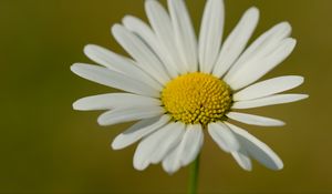 Preview wallpaper chamomile, petals, flower, plant, macro