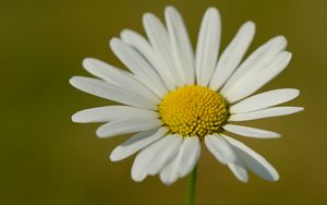 Preview wallpaper chamomile, petals, flower, plant, macro