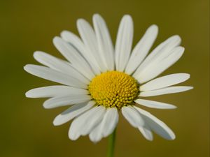 Preview wallpaper chamomile, petals, flower, plant, macro