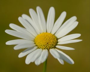 Preview wallpaper chamomile, petals, flower, plant, macro