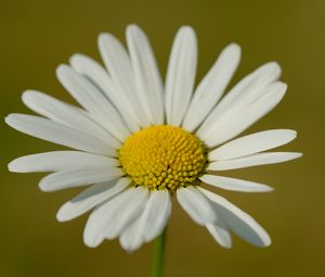 Preview wallpaper chamomile, petals, flower, plant, macro