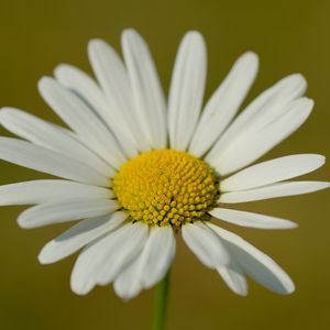 Preview wallpaper chamomile, petals, flower, plant, macro