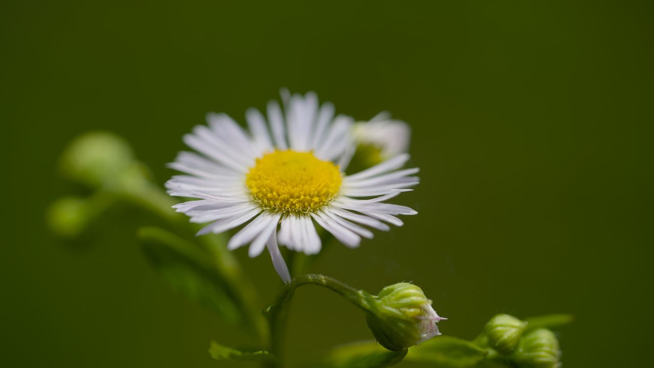 Wallpaper chamomile, petals, flower, macro, plant