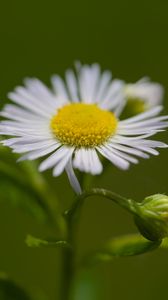 Preview wallpaper chamomile, petals, flower, macro, plant